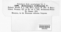 Asteroma radiosum image